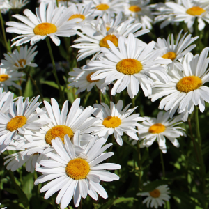 Leucanthemum Shasta Daisy